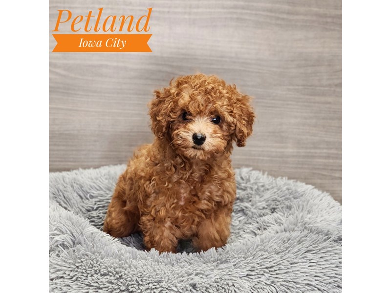 Poodle Dog Male Red 19025