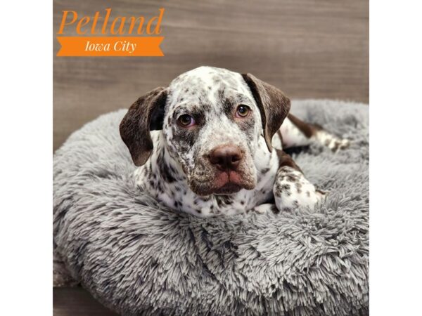 Bullmatian-Dog-Female-Liver / White-19029-Petland Iowa City, Iowa