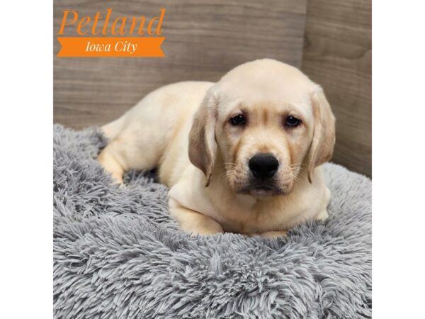 Labrador Retriever Dog Male Yellow 19044 Petland Iowa City, Iowa