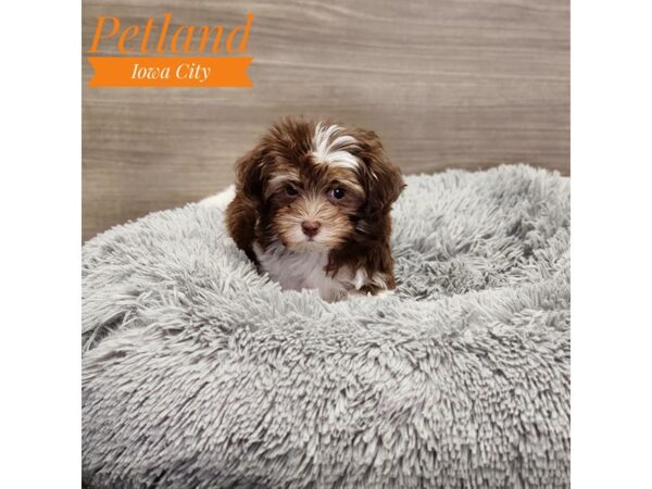 Havanese-Dog-Female--19042-Petland Iowa City, Iowa