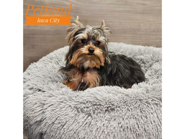 Yorkshire Terrier Dog Male 19038 Petland Iowa City, Iowa