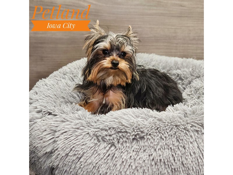 Yorkshire Terrier Dog Male 19038