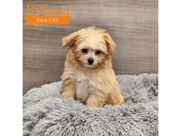 Pomapoo-Dog-Female-Blenheim-19056-Petland Iowa City, Iowa