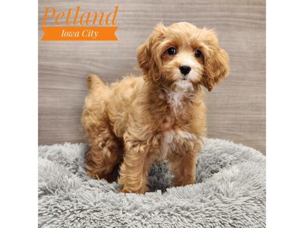 Cock A Poo-Dog-Female-Red / White-19054-Petland Iowa City, Iowa