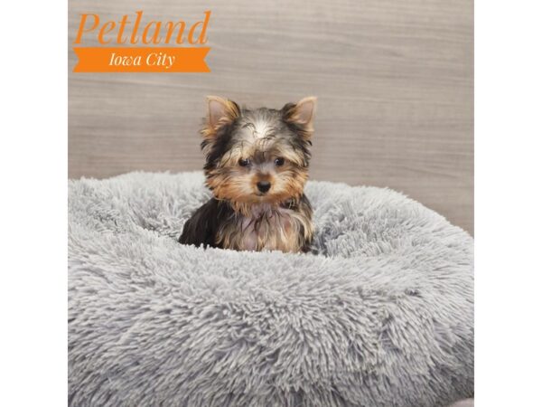 Yorkshire Terrier Dog Female 19040 Petland Iowa City, Iowa