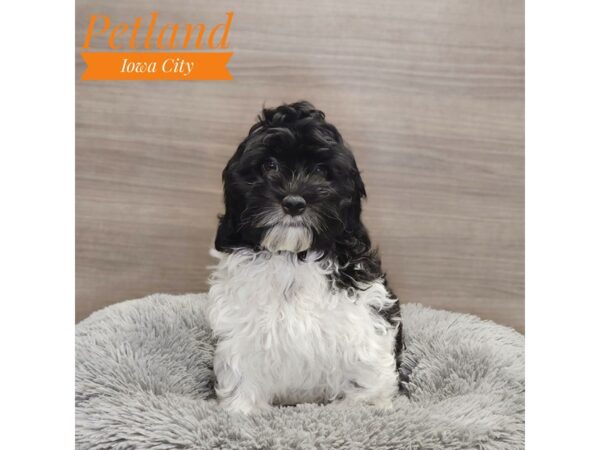 Cock A Poo-Dog-Female-Black / White-19032-Petland Iowa City, Iowa