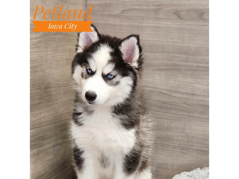 Siberian Husky Dog Female Black / White 19062