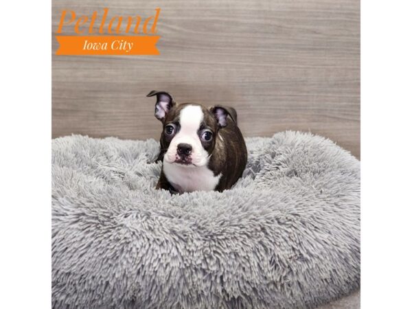 Boston Terrier Dog Male Black / White 19058 Petland Iowa City, Iowa