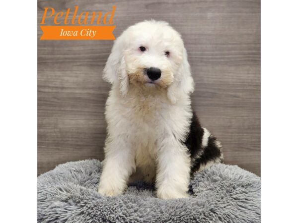 Sheepadoodle-Dog-Male-Black / White-19055-Petland Iowa City, Iowa