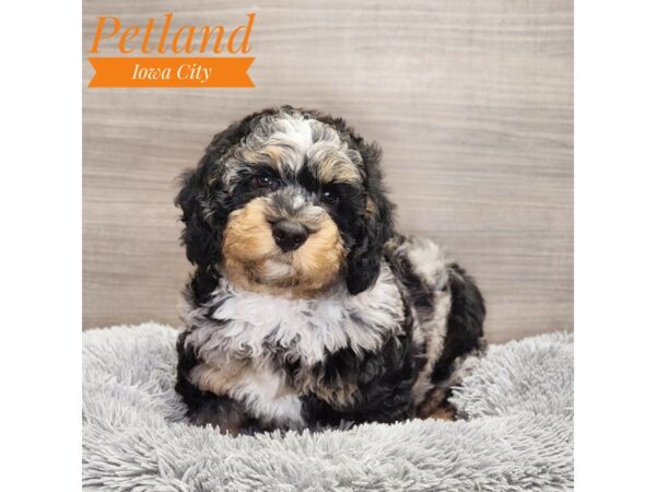 Bernedoodle Mini 2nd Gen-Dog-Male-Black Rust / White-19064-Petland Iowa City, Iowa