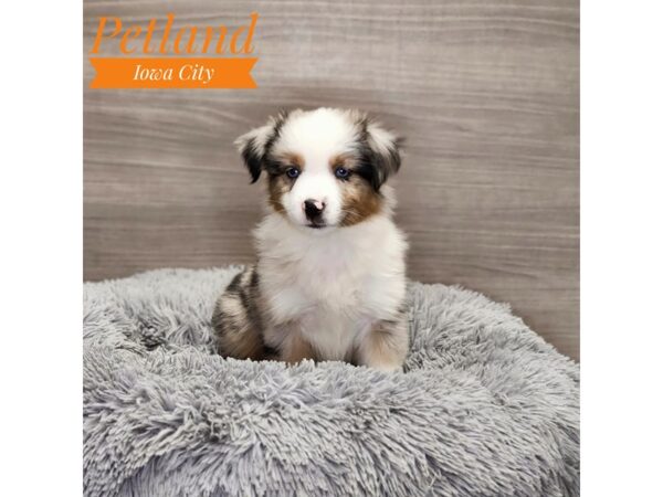 Mini Australian Shepherd-Dog-Male-blue mrl-19071-Petland Iowa City, Iowa