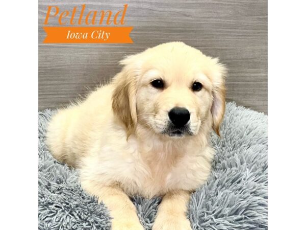 Golden Retriever Dog Female Cream 19084 Petland Iowa City, Iowa