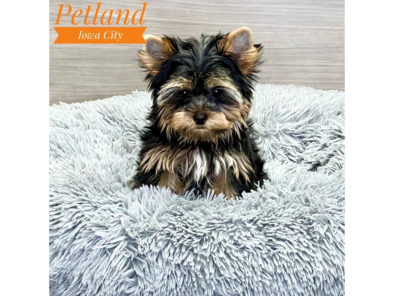 Yorkshire Terrier Dog Female Blk & Gld 19076