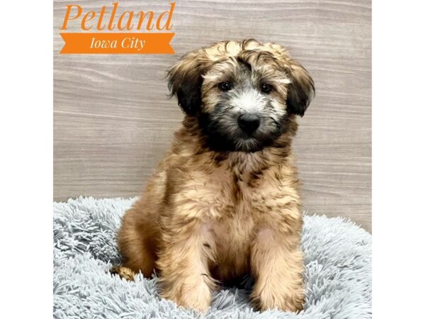 Soft Coated Wheaten Terrier Dog Female Wheaten 19085 Petland Iowa City, Iowa