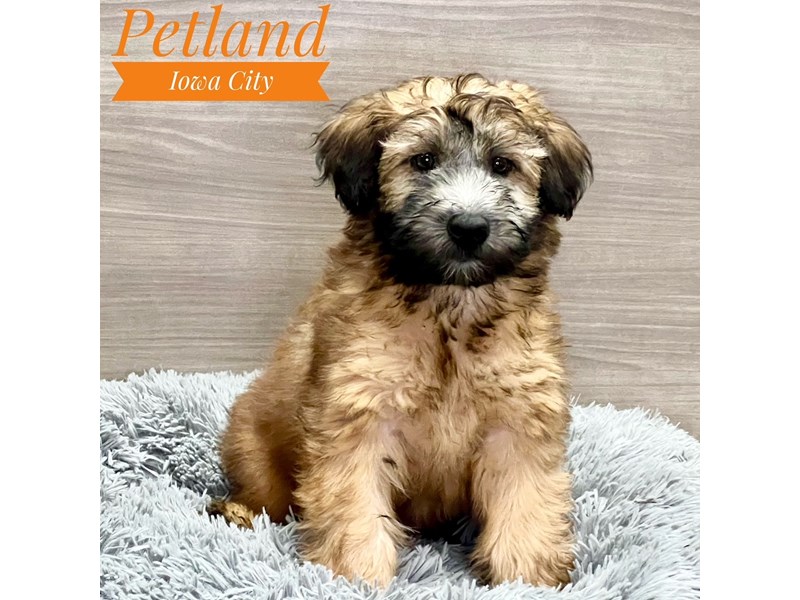 Soft Coated Wheaten Terrier Dog Female Wheaten 19085