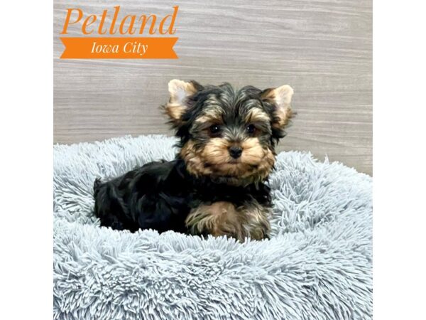 Yorkshire Terrier Dog Male Blk & Gld 19077 Petland Iowa City, Iowa