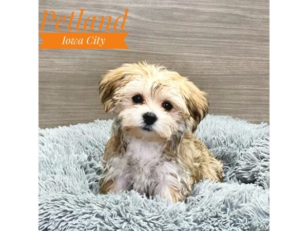 Morkie Dog Male Gld 19078 Petland Iowa City, Iowa