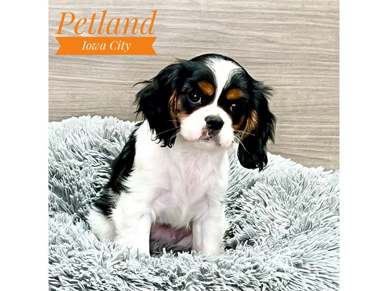 Cavalier King Charles Spaniel Dog Female Red White / Sable 19082