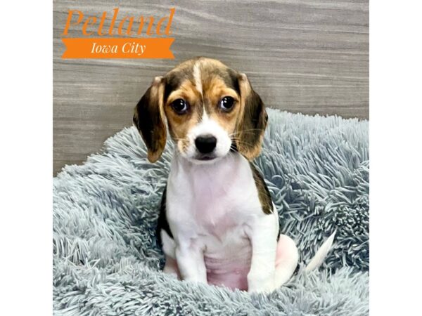 Beagle Dog Female Black Tan / White 19081 Petland Iowa City, Iowa