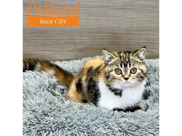 Exotic Short Hair Cat Female Calico 19063 Petland Iowa City, Iowa