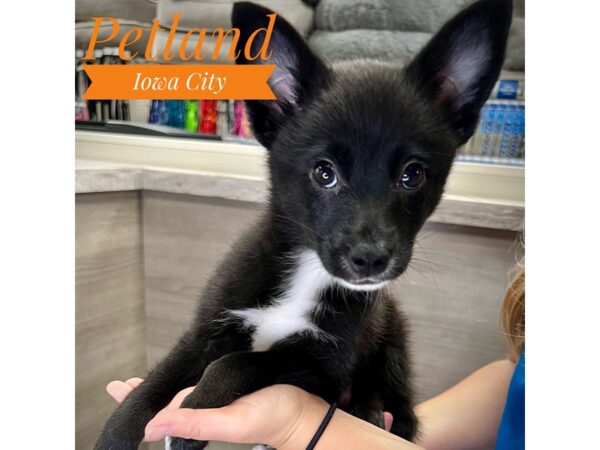 Alaskan Klee Kai/Miniature Australian Shepherd-Dog-Female-Black / White-19065-Petland Iowa City, Iowa