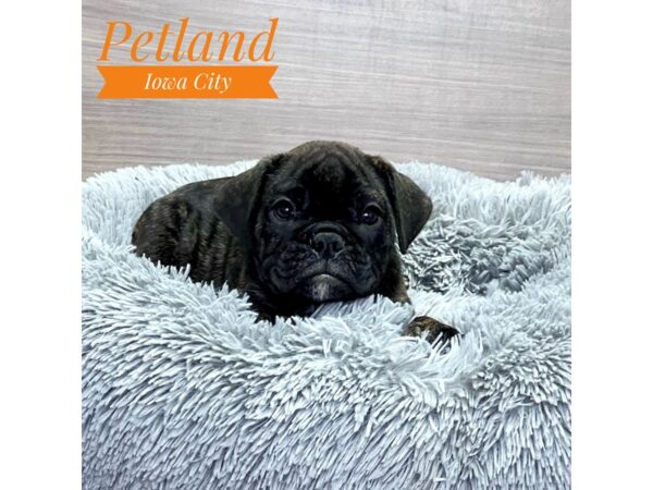 Mini Bulldog 2nd Gen-Dog-Female-Brindle / White-19087-Petland Iowa City, Iowa