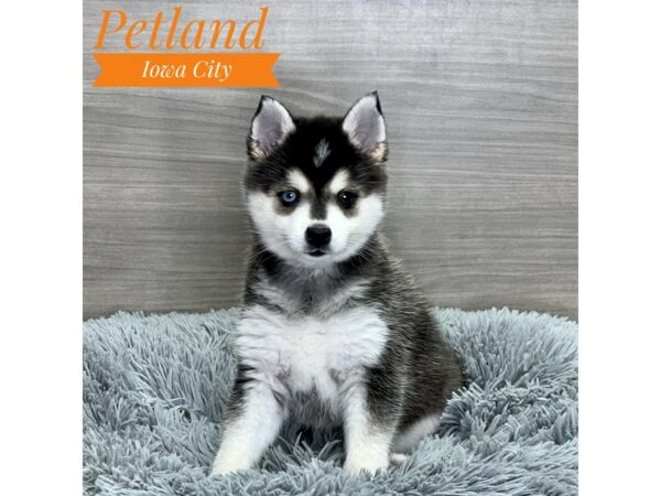 Alaskan Klee Kai-Dog-Female-Black / White-19092-Petland Iowa City, Iowa