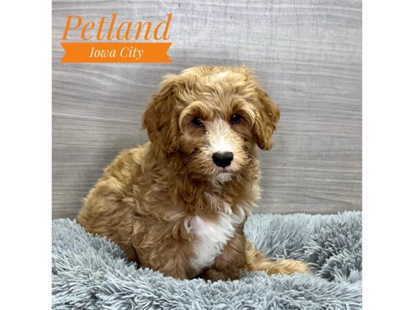 Goldendoodle F1b-Dog-Male--19095-Petland Iowa City, Iowa