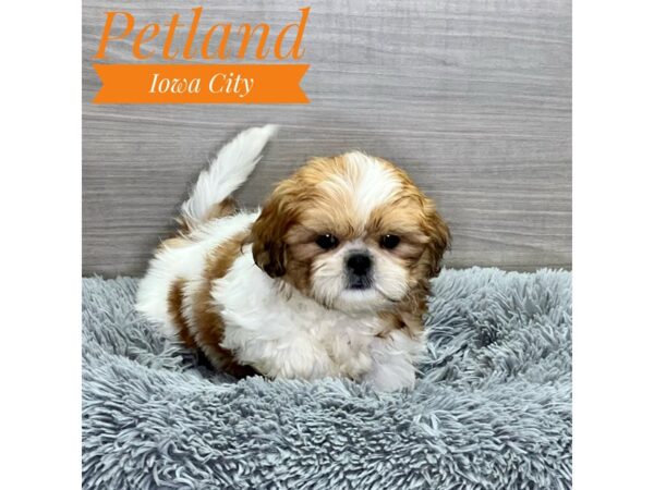 Shih Tzu-Dog-Male-Brwn & Wht-19096-Petland Iowa City, Iowa