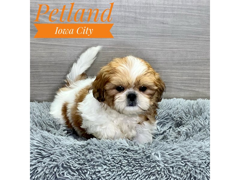 Shih Tzu Dog Male Brwn & Wht 19096