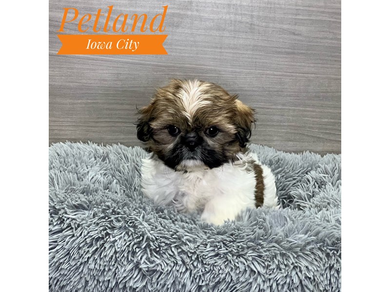 Shih Tzu Dog Female Brwn & Wht 19097