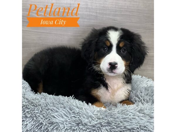 Bernese Mountain Dog Dog Female Tri-Colored 19099 Petland Iowa City, Iowa