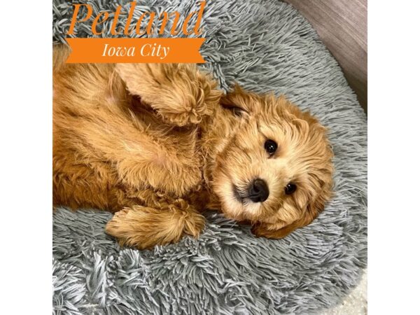 Goldendoodle Mini-Dog-Female-Red-19093-Petland Iowa City, Iowa