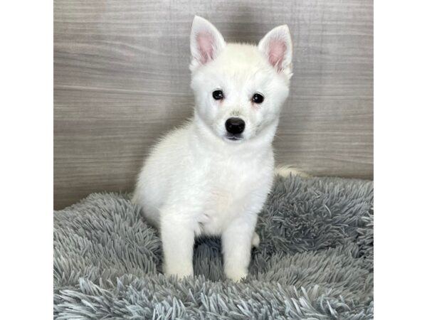 Alaskan Klee Kai Dog Female White 19108 Petland Iowa City, Iowa