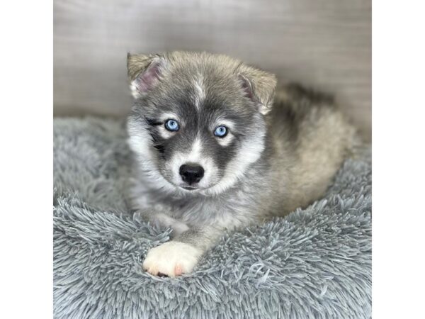 Huskimo Dog Male Black / White 19109 Petland Iowa City, Iowa