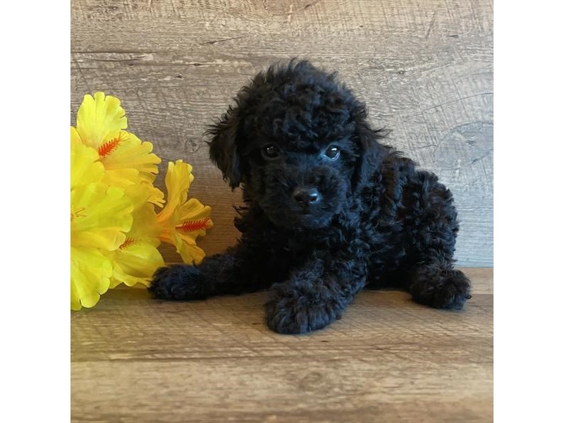 Schnoodle Dog Male Black 19119