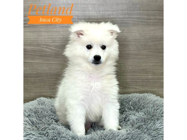 American Eskimo Dog Male White 19111 Petland Iowa City, Iowa