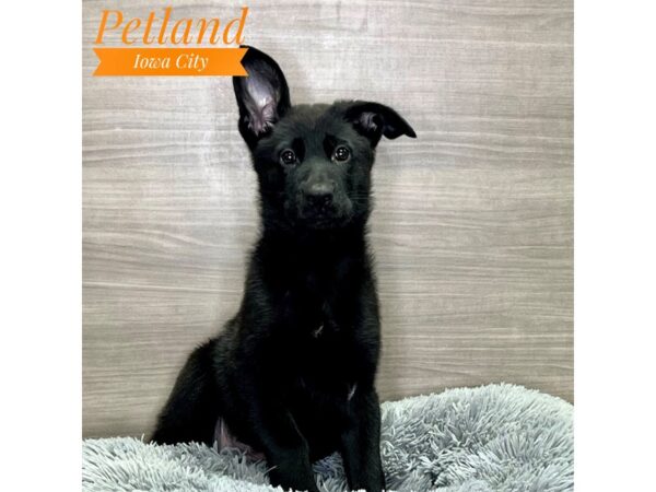 German Shepherd Dog-Dog-Male-Black-19118-Petland Iowa City, Iowa