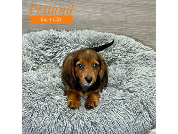 Dachshund-Dog-Female-Rd Sbl-19132-Petland Iowa City, Iowa