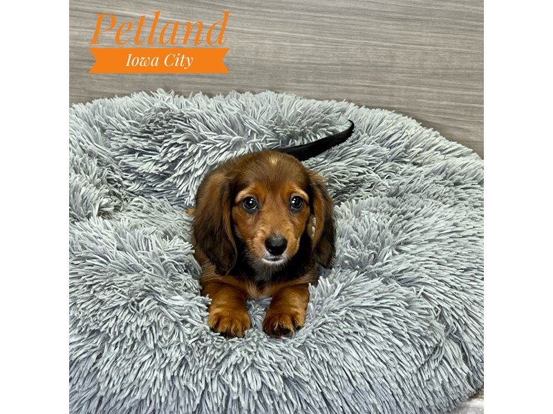 Dachshund Dog Female Rd Sbl 19132