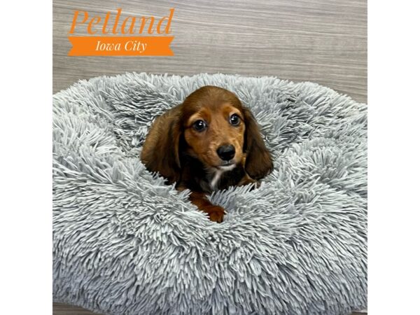 Dachshund-Dog-Male-Rd Sbl-19133-Petland Iowa City, Iowa