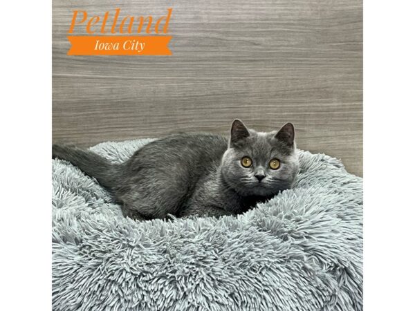 Exotic Short Hair-Cat-Male-Blue-19117-Petland Iowa City, Iowa