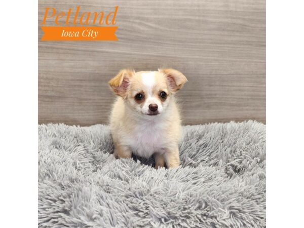 [#19067] wht/fwn Male Chihuahua Puppies for Sale