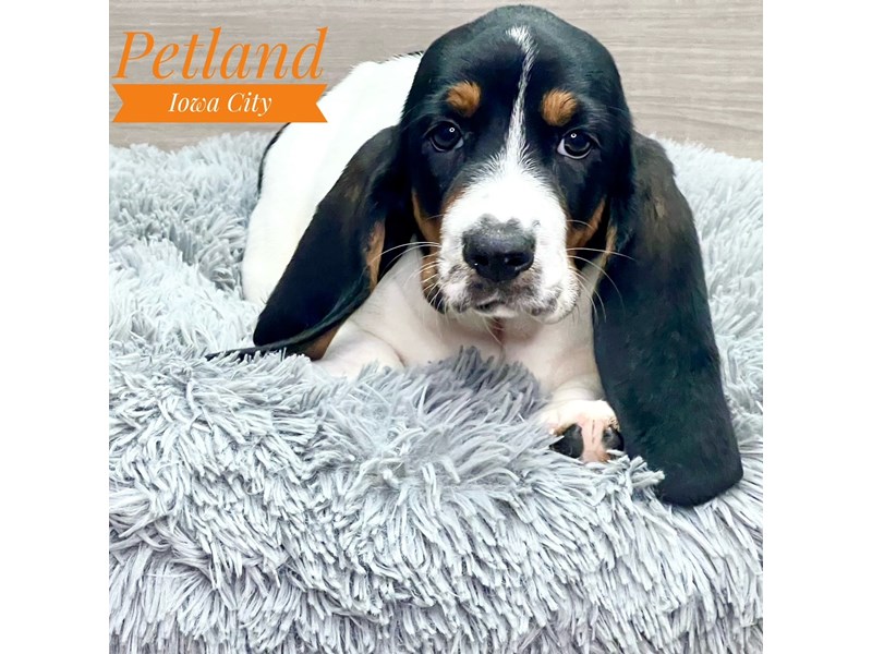 Basset Hound - 19080 Image #1