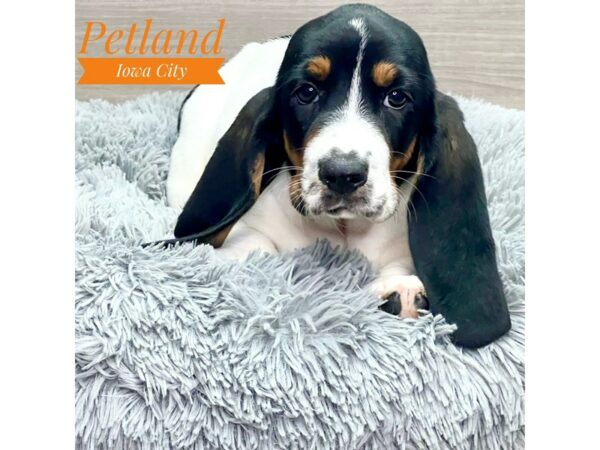 [#19080] Tri-Colored Female Basset Hound Puppies for Sale