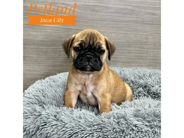 [#19088] Fawn Male Mini Bulldog 2nd Gen Puppies for Sale