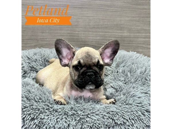 [#19090] Fawn / Black Male French Bulldog Puppies for Sale