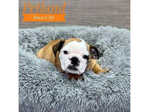 [#19089] Red & White Female Bulldog Puppies for Sale