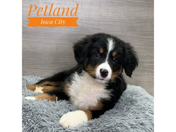 Bernese Mountain Dog-Dog-Male-Tri-Colored-19098-Petland Iowa City, Iowa