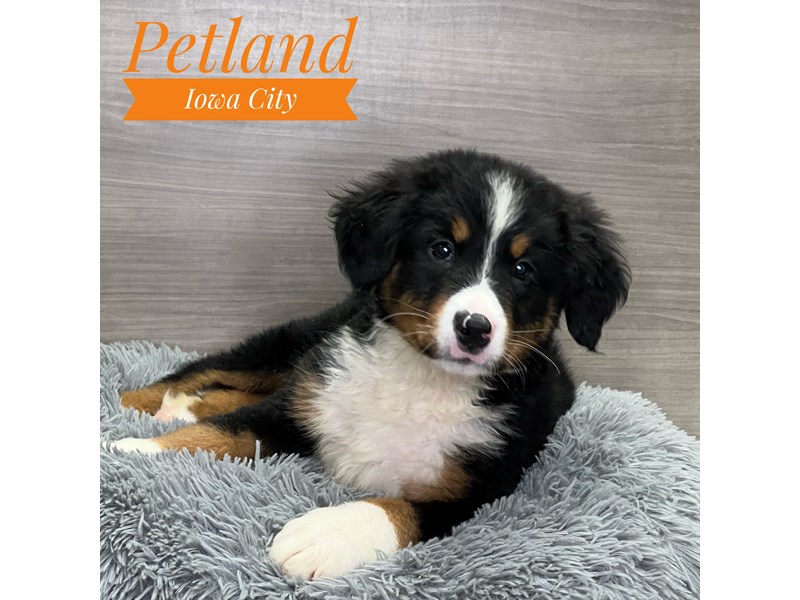 Bernese Mountain Dog Dog Male Tri-Colored 19098